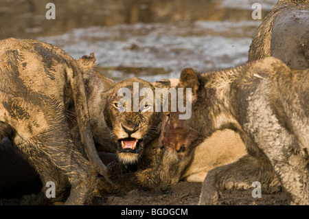 Un adulto snarls leonessa a cub in difesa della sua preda. Foto Stock