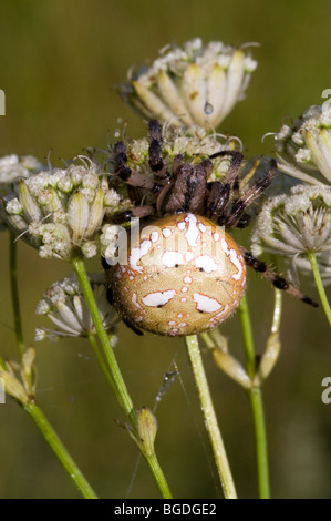 Quattro punti di Orb Weaver (Araneus quadratus), femmina, Riedener Lago, Valle del Lech, Ausserfern, Tirolo, Austria, Europa Foto Stock