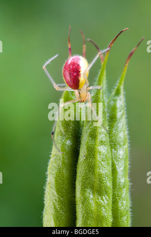 Candy-striscia Spider (Enoplognatha ovata), femmina, Schwaz, in Tirolo, Austria, Europa Foto Stock