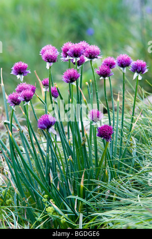 Erba cipollina (Allium schoenoprasum), Oberaarsee Lago, Alpi Bernesi, cantone di Berna, Svizzera, Europa Foto Stock