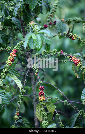 La maturazione dei chicchi di caffè Foto Stock