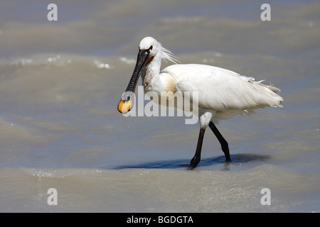 Eurasian spatola o comuni o spatola (Platalea leucorodia) guadare attraverso l'acqua, il lago di Neusiedl, Burgenland, Austria, Euro Foto Stock