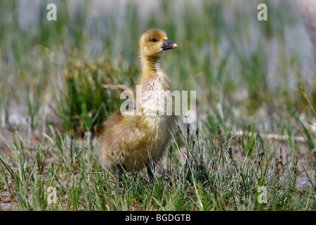 Graylag goose (Anser anser), pulcino, Gosling, stando in piedi in un prato Foto Stock