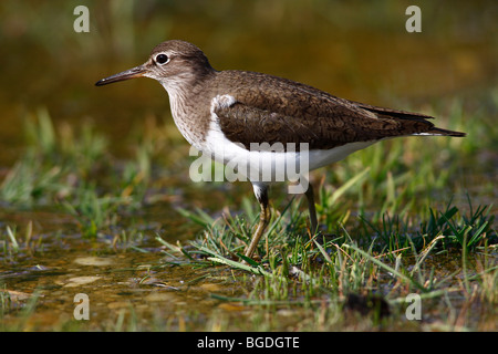 Sandpiper comune (Actitis hypoleucos) in cerca di cibo in corrispondenza dello spigolo di un corpo di acqua Foto Stock