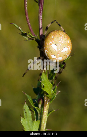 Quattro punti di Orb Weaver (Araneus quadratus), femmina, Riedener Lago, Valle del Lech, Ausserfern, Tirolo, Austria, Europa Foto Stock