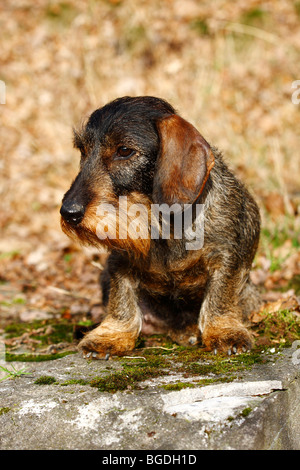Wire-haired Bassotto (Canis lupus familiaris) seduto su un muschio-coperto vecchio muro Foto Stock