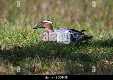 Marzaiola (Anas querquedula), Drake in appoggio in erba Foto Stock