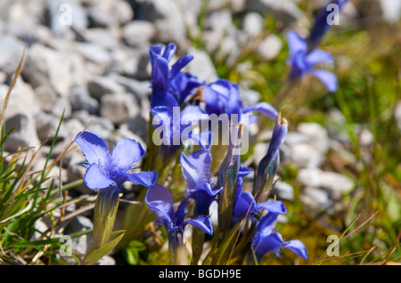 La molla la genziana (Gentiana verna) sulla montagna Nebelhorn, Oberstdorf, AAllgaeu, Baviera, Germania, Europa Foto Stock