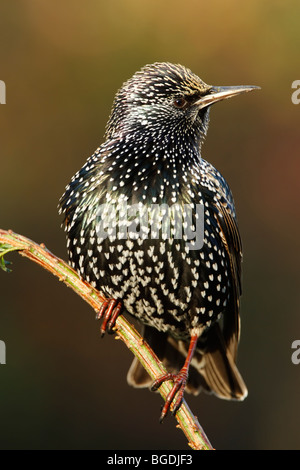 Starling (Sturnus vulagris) in inverno piumaggio mostra le macchie e le piume iridescenti Foto Stock