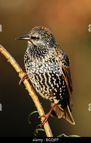 Starling (Sturnus vulagris) in inverno piumaggio mostra le macchie e le piume iridescenti Foto Stock