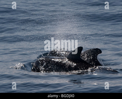 A breve alettato di Balene Pilota, Globicephala macrorhynchus, nuoto di Tenerife, Isole Canarie Foto Stock