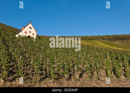 Cappella del Riesling vigneti di Piesport, Mosel, Renania-Palatinato, Germania, Europa Foto Stock