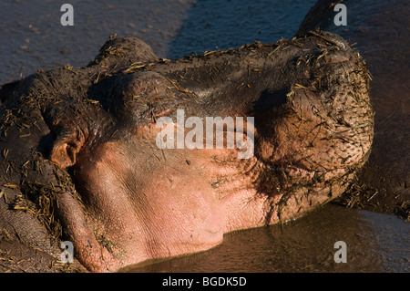 Ippopotamo Hippopotamus amphibius Foto Stock