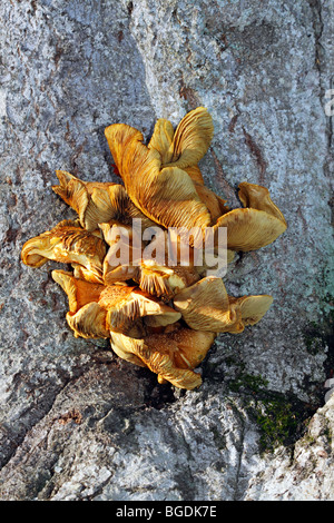 Vecchio funghi, miele (fungo Armillaria mellea) crescente sul tronco di albero di un comune faggio (Fagus sylvatica) Foto Stock