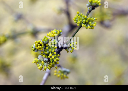 Cornus mas - Corniolo, fiori invernali Foto Stock