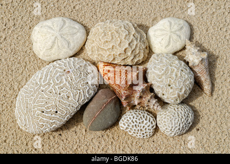 Si trova sulla spiaggia, coralli, mare sheels, ricci di mare e conchiglie di pietra, St. Croix island, U.S. Isole Vergini degli Stati Uniti Foto Stock