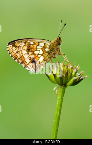 Minore Fritillary in marmo (Brenthis ino), Filz, Woergl, Tirolo, Austria, Europa Foto Stock