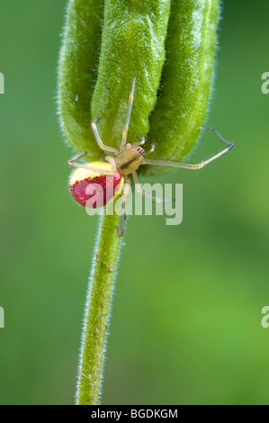 Candy-striscia Spider (Enoplognatha ovata), femmina, Schwaz, in Tirolo, Austria, Europa Foto Stock