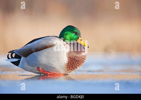 Un maschio di Mallard duck, o un Drake, (Anas platyrhynchos) seduto su un laghetto congelato Foto Stock