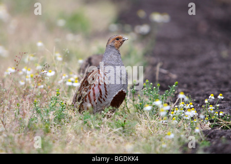 La Starna (Perdix perdix), rooster attentamente in piedi sul bordo di una trascurata nel campo Foto Stock