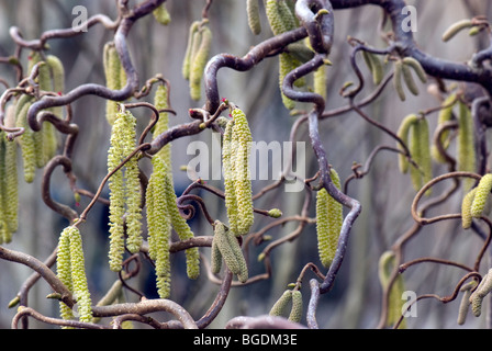 Struttura di cavatappi Hazel in fiore con amenti Foto Stock