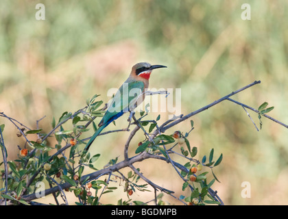 Bianco-fronteggiata Bee-Eater (Merops bullockoides), Botswana Foto Stock