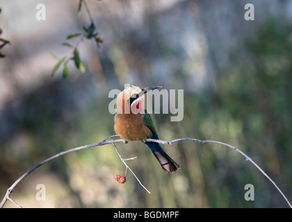 Bianco-fronteggiata Gruccione (Merops bullockoides), Botswana Foto Stock