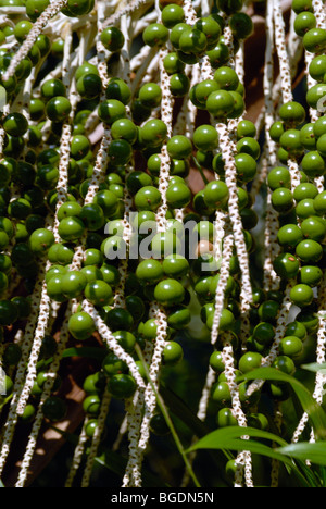 Acerbi Acai bacche ( Euterpe oleracea) su panicle Foto Stock