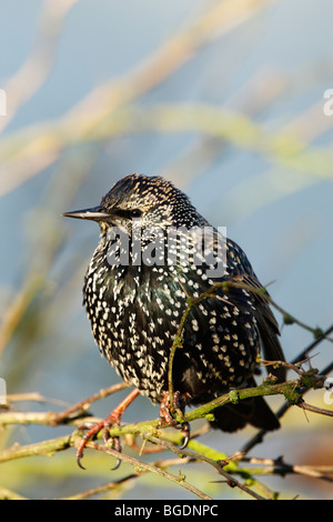 Starling (Sturnus vulagris) in inverno piumaggio mostra le macchie e le piume iridescenti mentre arroccato in un giardino bush Foto Stock