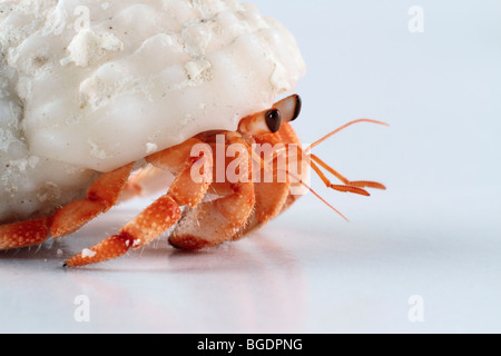 Un giovane eremita a piedi di granchio Foto Stock