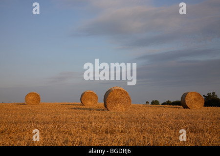 Grandi balle di paglia nel tramonto su un grano campo di stoppie contro un cielo blu con nuvole violacee, Danimarca Foto Stock