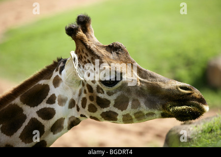 Girafe dall Africa, dettaglio della testa di mangiare erba verde Foto Stock