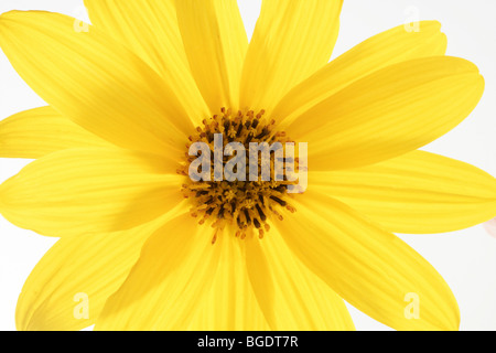 Daisy giallo colori vividi fiori, macro studio shot Foto Stock