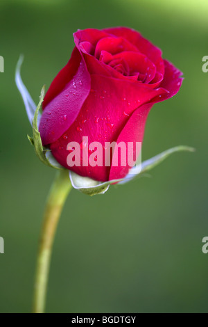 Macro rosa rossa con sfocate di erba verde in background Foto Stock