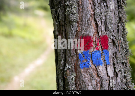 Albero di foresta segnale in rosso e blu per indicare la pista rurale Foto Stock