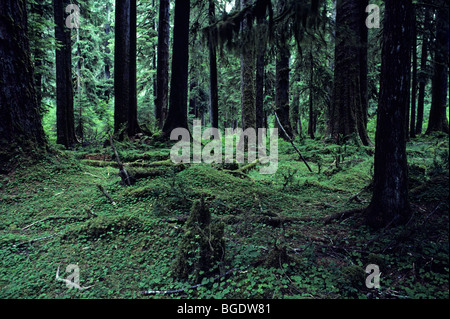 Hoh rain forest moss laden alberi lussureggiante fogliame verde Penisola Olimpica nello Stato di Washington STATI UNITI D'AMERICA Foto Stock