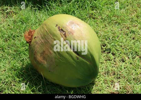 Noce di cocco verde caduto dalla struttura ad albero, Koh Chang, Thailandia. Foto Stock