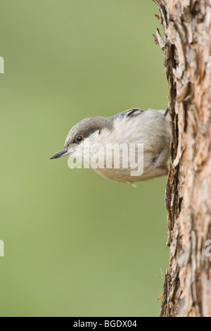 Pigmeo di picchio muratore - Verticale Foto Stock