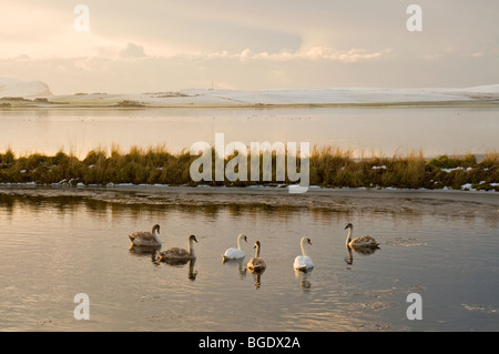 Cigni su parzialmente congelati Loch di Stenness sulla terraferma Isole Orcadi Scozia SCO 5705 Foto Stock