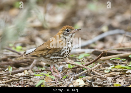 Tordo di legno sul terreno Foto Stock