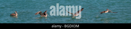 Sequenza panoramica di un singolo Brown pelican tenendo fuori dall'acqua nel Golfo del Messico nel sud-ovest della Florida Foto Stock