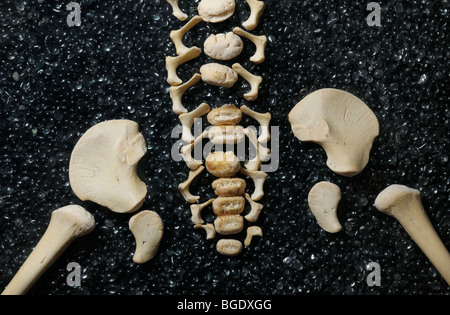 Disarticulated scheletro di un bambino che mostra la colonna vertebrale e la cintura pelvica Foto Stock