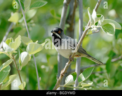 Ruppells maschio Trillo Sylvia rueppelli cantare sul territorio della Turchia la molla Foto Stock