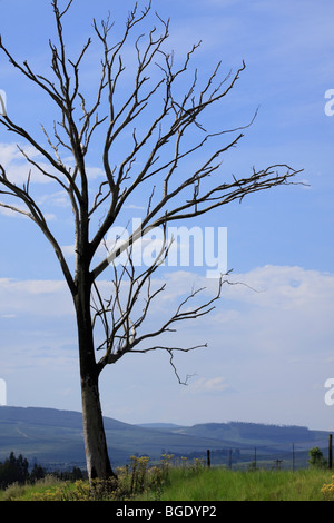 Solitario albero sfrondato in verde prato contro il cielo blu e lontane colline. Messa a fuoco in primo piano. Kwazulu Natal, Sud Africa. Colore. Foto Stock