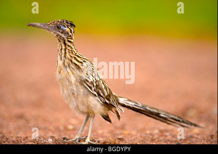 Closeup profilo di una Roadrunner Foto Stock