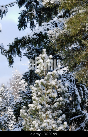 Alberi di pino con i rami coperti da soffice neve bianca Foto Stock