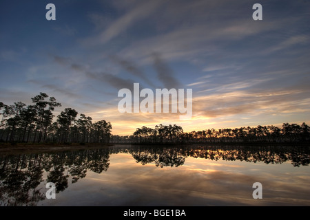 Sunrise attraverso Florida Slash pini, Pinus elliottii, Everglades National Park, Florida Foto Stock