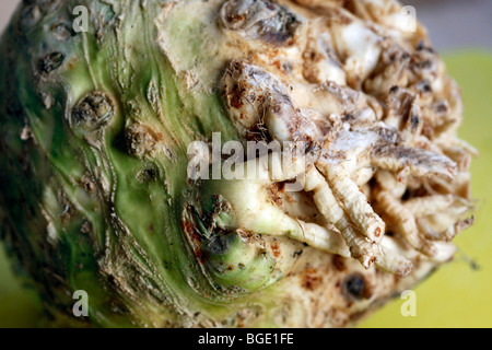 Manopola di sedano con un taglio root, per la cottura Foto Stock