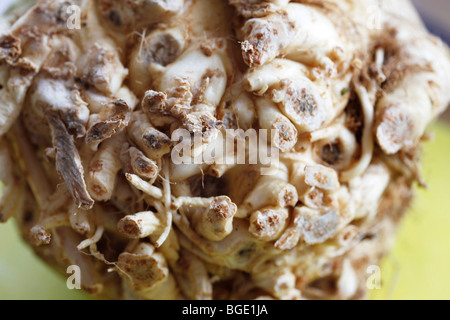 Manopola di sedano con un taglio root, per la cottura Foto Stock