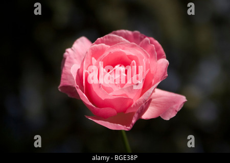 Rosa rosa contro uno sfondo scuro Foto Stock